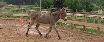 centre equestre Cuers-cours d'equitation La Garde-pension pour chevaux La Crau-baby-poney Cuers
