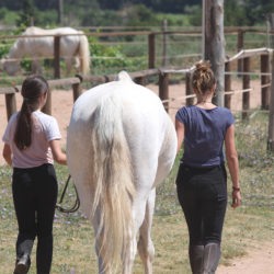 centre equestre Cuers-cours d'equitation La Garde-pension pour chevaux La Crau-baby-poney Cuers