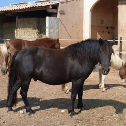 centre equestre Cuers-cours d'equitation La Garde-pension pour chevaux La Crau-baby-poney Cuers