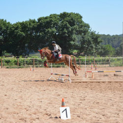 stages d'equitation-centre equestre Cuers-cours d'equitation La Garde-pension pour chevaux La Crau-baby-poney Cuers