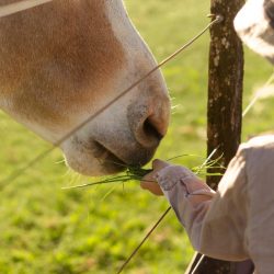 ecuries Cuers-centre equestre Cuers-cours d'equitation La Garde-pension pour chevaux La Crau-baby-poney Cuers