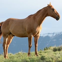 ecuries Cuers-centre equestre Cuers-cours d'equitation La Garde-pension pour chevaux La Crau-baby-poney Cuers