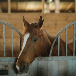 satge-equestre-ecuries Cuers-centre equestre Cuers-cours d'equitation La Garde-pension pour chevaux La Crau-baby-poney Cuers