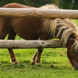 stage-equestre-ecuries Cuers-centre equestre Cuers-cours d'equitation La Garde-pension pour chevaux La Crau-baby-poney Cuers
