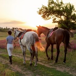 stage-equestre-ecuries Cuers-centre equestre Cuers-cours d'equitation La Garde-pension pour chevaux La Crau-baby-poney Cuers
